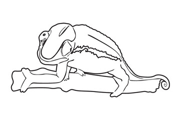 chameleon Line art