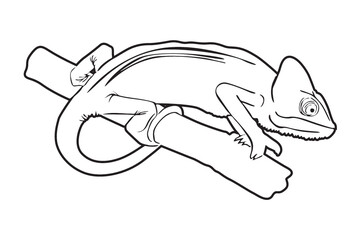 chameleon Line art © Arief