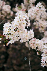 夜桜と夜空のコントラスト