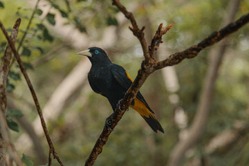 Oropendola Crestada o Psarocolius decumanus sobre rama con fondo natural