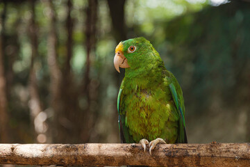 Lora cabeciamarilla sobre rama en ambiente natural verde