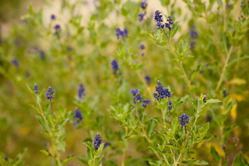 flowers in the field