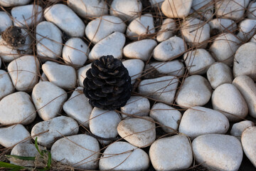 pinecone standing on white stones background