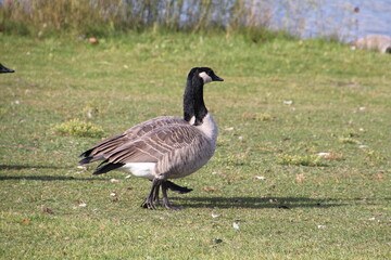 Geese Walking, William Hawrelak Park, Edmonton, Alberta