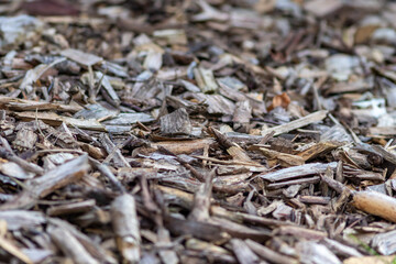 Shredded wood and wood chips after crushed recycling shows natural footpath in a forest or garden...