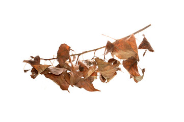 dry leaves isolated on white background
