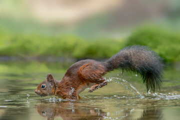  Beautiful Eurasian red squirrel (Sciurus vulgaris) running through water in the forest of Noord Brabant in the Netherlands.   