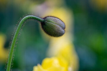Poppy Bud Growing in a Garden