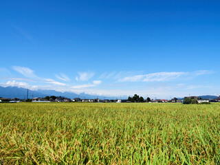 9月（秋）、収穫直前の稲 長野県松本市