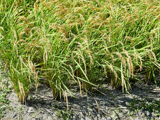 9月（秋） 収穫直前の稲