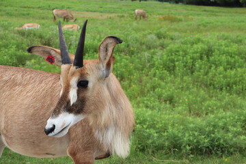 antelope in the grass