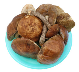 A fresh forest  boletus mushrooms  lies on the green plate macro