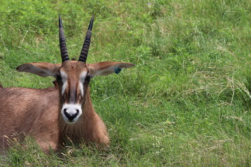 impala in meadow