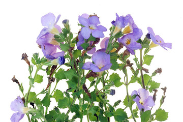 A blue bells flowers from  garden isolated macro