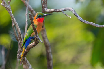 Red-throated Bee-eater - Merops bulocki, beautiful colored bird from African lakes and rivers, Murchison falls, Uganda.