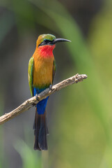 Red-throated Bee-eater - Merops bulocki, beautiful colored bird from African lakes and rivers, Murchison falls, Uganda.