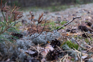 moss covered with snow