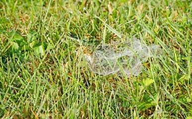 A spider web low down in the garden grass with dew drops