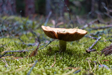 mushroom in the forest