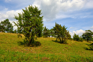 Landschaft im Naturschutzgebiet Obernhardser Kuppe gegenüber der Milseburg, Bioshärenreservat...