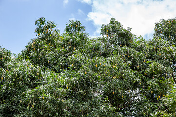 Fototapeta na wymiar The Orchard is full of Ripe Mangoes