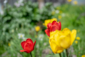 Yellow and red tulips have blossomed in the garden bed. Floral concept.
