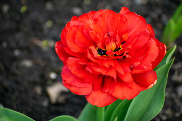 The tulip has blossomed in the garden bed. Horizontal image. Floral concept.