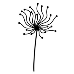 Abstract dandelion botanical doodle. Hand-drawn plant contour isolated on white background. Wavy inflorescence with round seeds. Botanical sketch. Monochrome illustration of a wild medicinal flower.