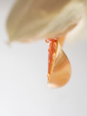 Drops of water on flower petal