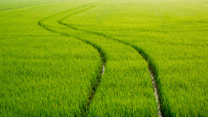 Curve track line of spraying tractor after spraying fertilizer completely in green paddy field at...