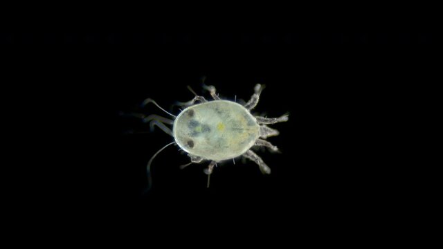 Soil mite of the Acaridae family under a microscope. saprophages feed on rotten organic debris, mold. There are types of pests that damage flower bulbs and grains.