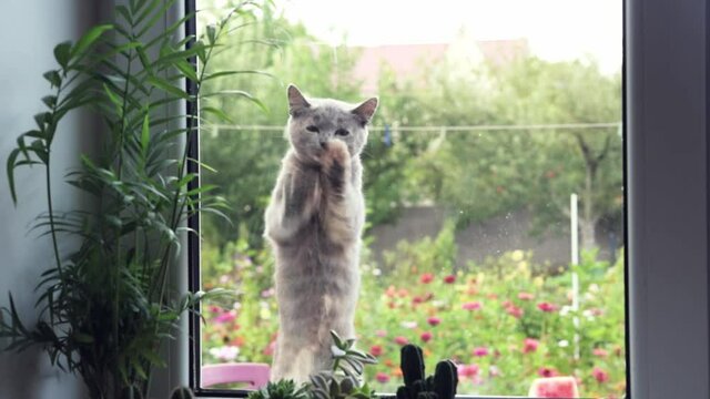 A cute little kitten peers through the window ans scrubs its paws at window