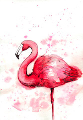 watercolor illustration of then flamingo with the splashes