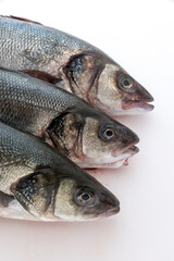 Sea bass with white background