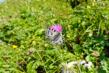 small rare mountain apollo butterfly on a pink blossom in the nature