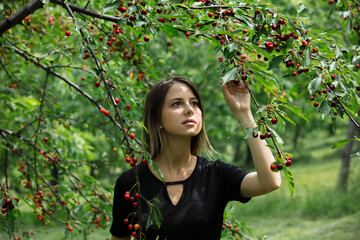 young girl in a black dress  gathering a harvest of cherry tree