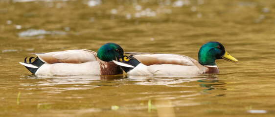 two wild duck (anas platyrhynchos) males swimming in water