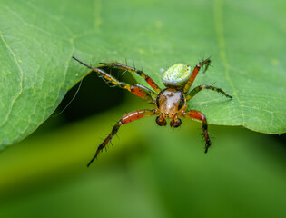 green orb weaver spider (Araniella opisthographa) on a leaf