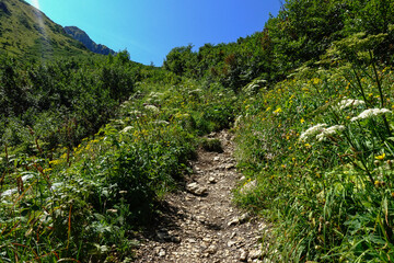 Fototapeta na wymiar steep stony hiking path with many plants on a mountain