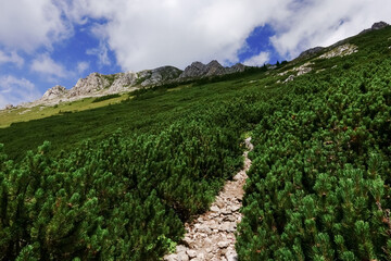 Fototapeta na wymiar stony hiking path through low pine trees to the summit