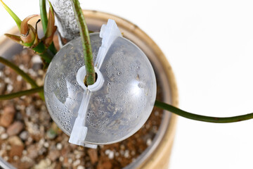 Propagation ball filled with sphagnum moss for plant air layering to let houseplant grow roots