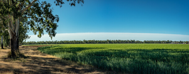 Fresh young green wheat growing on a farm field in rural Australia