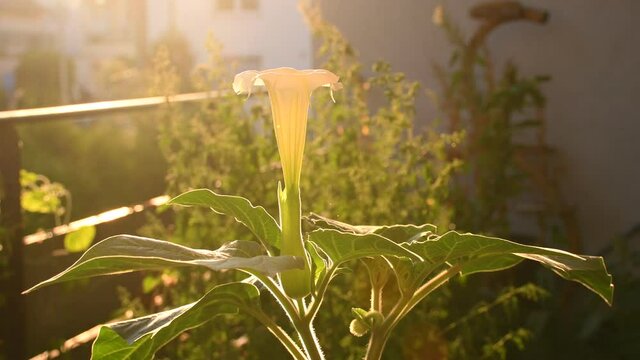 thorn apple with white flower
