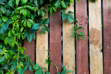 Ivy plant, wild grapes, against the background of a wooden striped brown fence