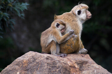 quality nature photos for wasgamuwa national park sri lanka
