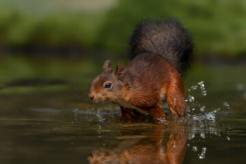 Naklejka na ściany i meble Beautiful Eurasian red squirrel (Sciurus vulgaris) running through water in the forest of Noord Brabant in the Netherlands. 