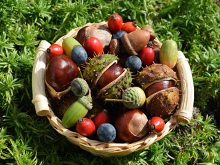 Small basket with horse chestnuts, acorns, rose hips and sloes. Autumn time