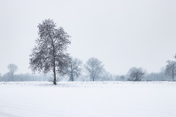 Fototapeta na wymiar Snowy landscape, snow, snowfall