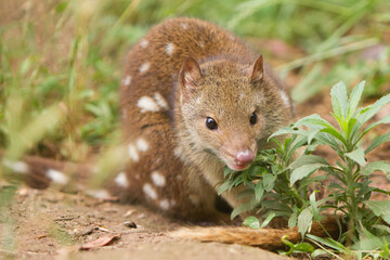 Spotted Quoll or Tiger Quoll