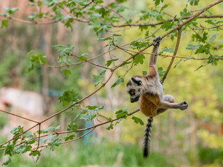 Baby of ring-tailed lemur hnging on the branch © Honza123